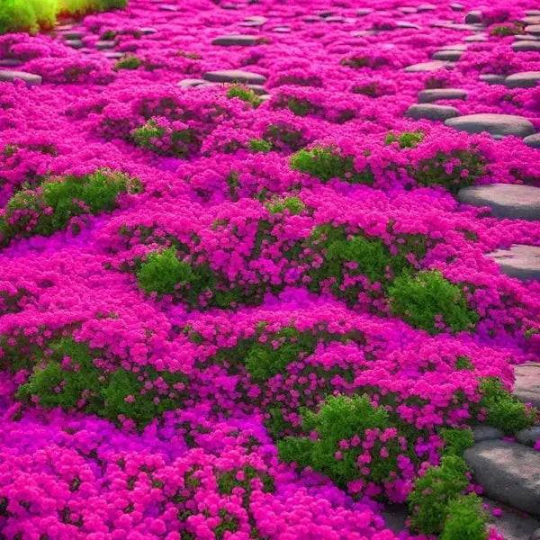 Creeping Lavender Seeds For Planting - Perennial Ground Cover