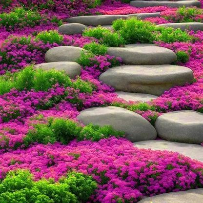 Creeping Lavender Seeds For Planting - Perennial Ground Cover