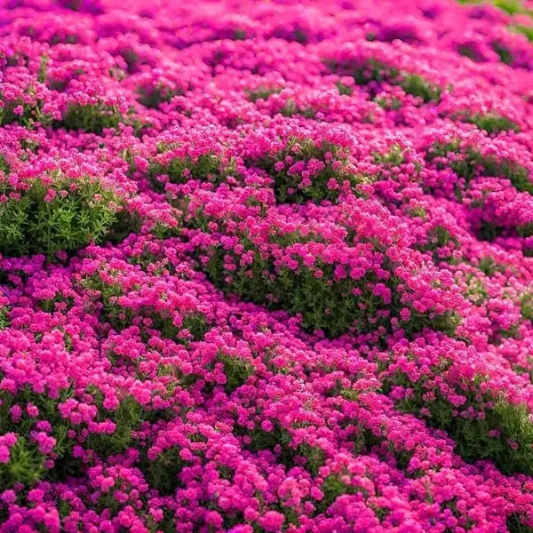 Creeping Lavender Seeds For Planting - Perennial Ground Cover